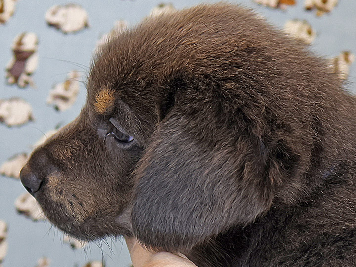 chinook puppy